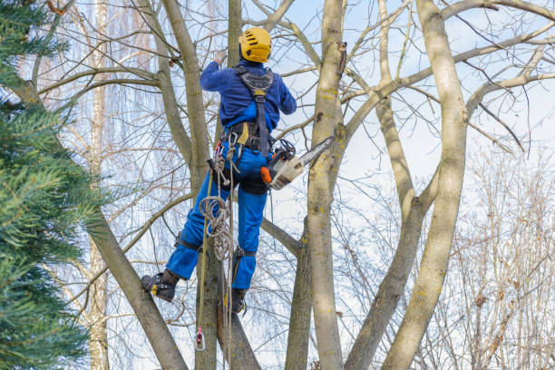 Bishop, TX Tree Removal Services Company